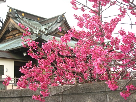 喜多院桜